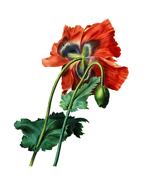 Poppy | Redoute Flower Illustrations High resolution illustration of a poppy, isolated on white background. Engraving by Pierre-Joseph Redoute. Published in Choix Des Plus Belles Fleurs, Paris (1827). weed leafs clip art stock illustrations