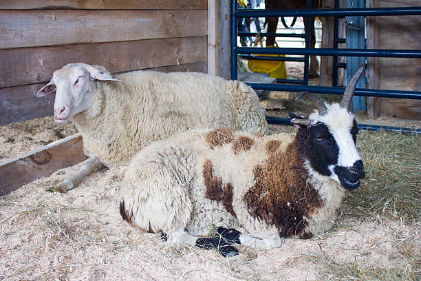 Sheep and Ram Sitting Down stock photo