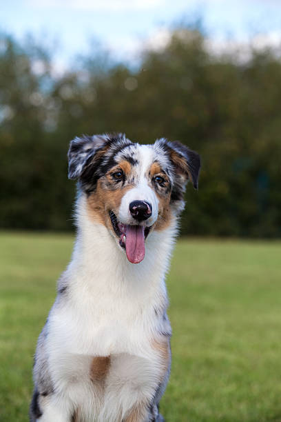 istock Purebred Dog Australian Shepherd 516191491