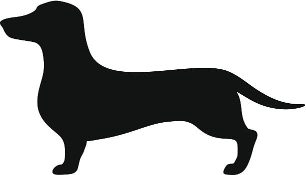 ilustraciones, imágenes clip art, dibujos animados e iconos de stock de perro dachshund.  silueta vector negro. - dachshund