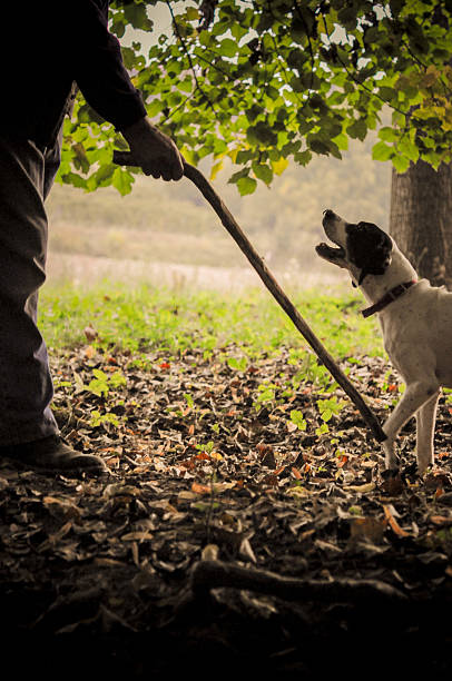 Man and his dog searching truffle An old man walking in a forest with his dog, searching white truffles under the ground. tartuffo stock pictures, royalty-free photos & images