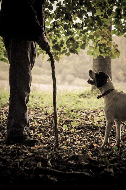 Man and his dog searching truffle An old man walking in a forest with his dog, searching white truffles under the ground. tartuffo stock pictures, royalty-free photos & images