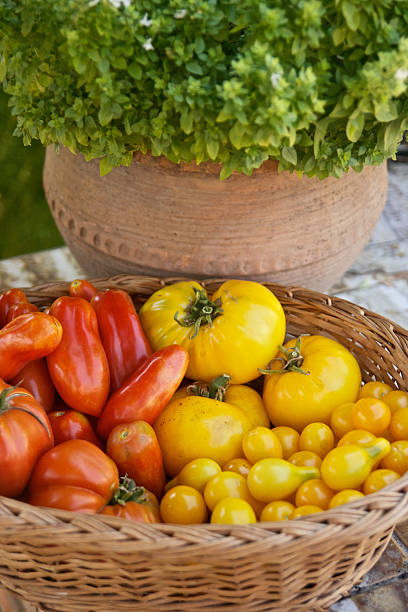 cesta de tomate e manjericão, pot colorido - heirloom tomato organic tomato rustic - fotografias e filmes do acervo