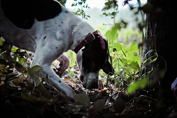 Man and his dog searching truffle An old man walking in a forest with his dog, searching white truffles under the ground. tartuffo stock pictures, royalty-free photos & images