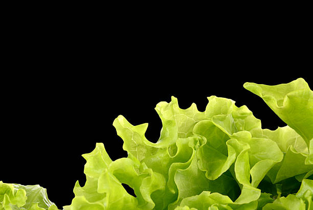 istock Fresh green salad isolated on black background 516193965