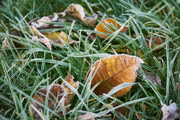 istock Leaves on the ground covered with ice 516194041