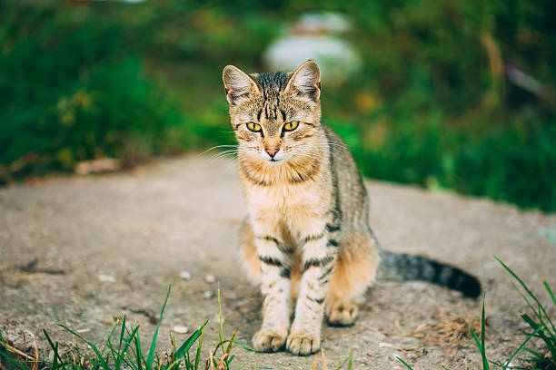 istock Lonely, Sad, Homeless Cute Tabby Gray Cat Kitten Pussycat 516194907
