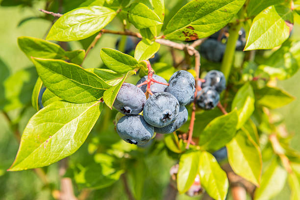 istock medium shot a field of Blueberries 516195169