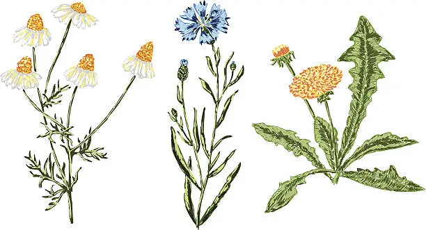 Vector illustration of hand drawn wildflowers