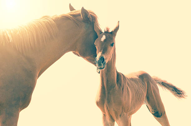 cavalo árabe amor potro e mãe afago - horse arabian horse arabia white imagens e fotografias de stock