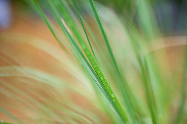 Close up of a blade of grass with high levels of de-focus.  
