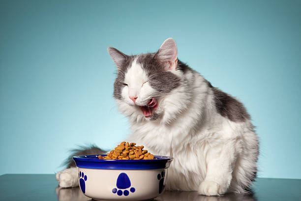 Beautiful Cat Licking Her Face As She Eats A beautiful white and gray cat licking her face after eating from her dish of cat food. longhair cat photos stock pictures, royalty-free photos & images