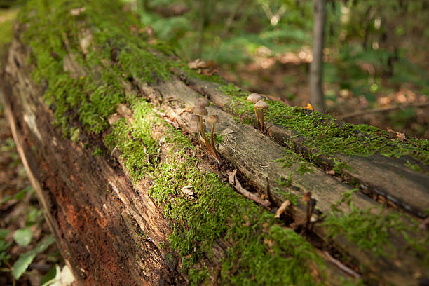 istock Rotten Log and Fungi 516207624