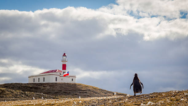 isla magdalena punta arenen - magallanes y antartica chilena region stock-fotos und bilder