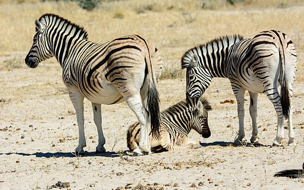 istock zebra Family with a resting foal 516208518