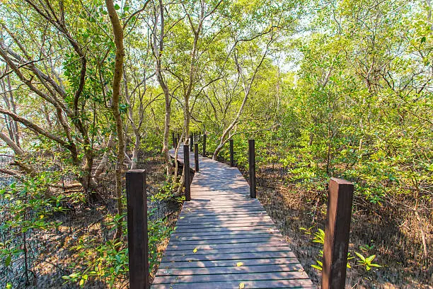 Photo of Ceriops tagal in the mangrove forest blur