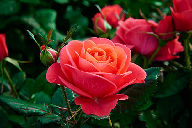 Rose and rose buds Selective focus on one blooming flower. Macro shot from a rose garden. bed of roses stock pictures, royalty-free photos & images