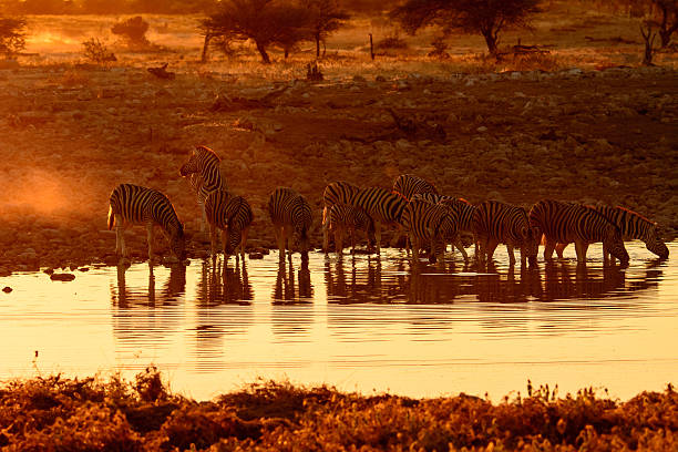 istock Zebras at a waterhole in Etosha at dusk 516209668