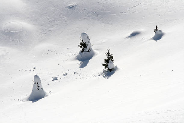 istock Little christmas trees isolated under snow 516209848