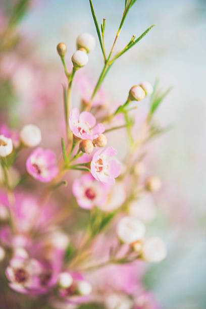 istock Delicate and beautiful fresh waxflowers against blue background 516209954