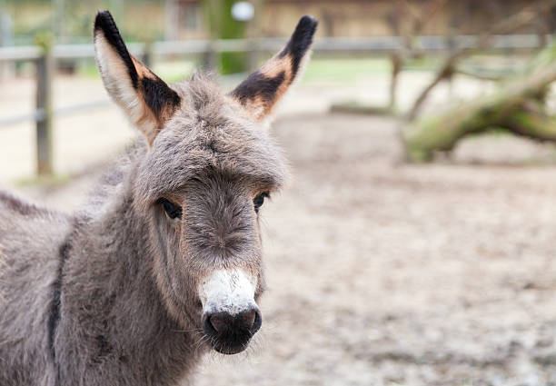istock young donkey looks to the camera 516210138