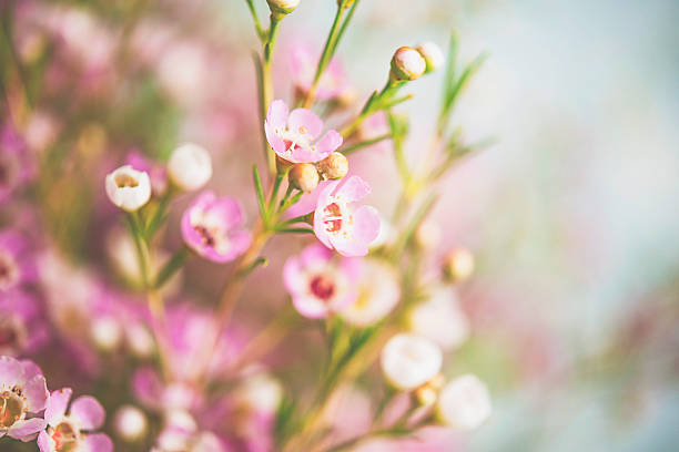 istock Delicate and beautiful fresh waxflowers against blue background 516211168