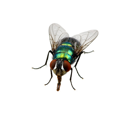 Close up view of a fly at rest.