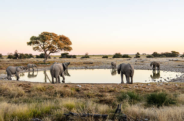 African elephants drinking  around a waterhole stock photo