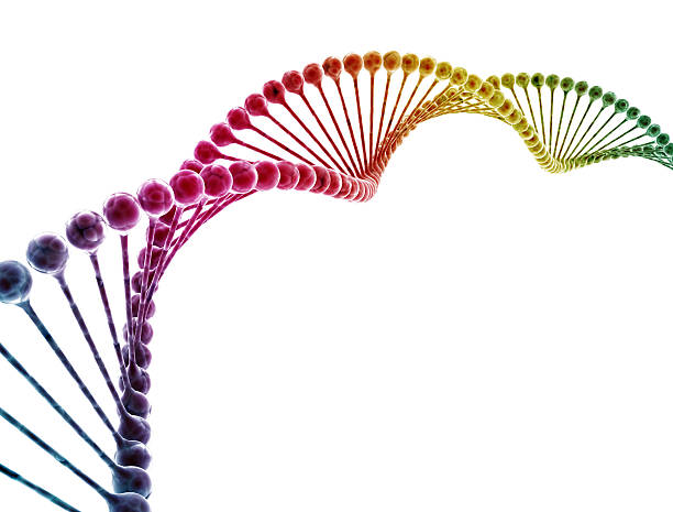 dna multicolore isolato su sfondo bianco - dna helix helix model evolution foto e immagini stock