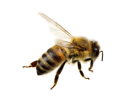 Bee isolated on the white