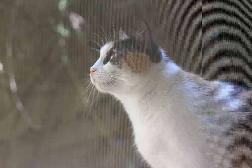 Cat Behind a Window Screen
