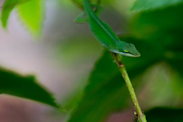 istock green gecko on a branch 516214693