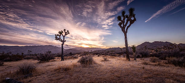 istock Joshua Tree National Park at sunset 516214834