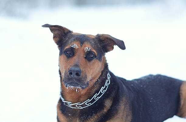 istock Funny dog in the snow 516214875
