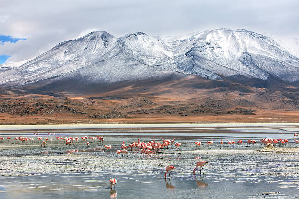 istock bolivian landscape 516215597
