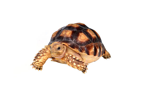 istock african spurred sulcata of white background 516215611