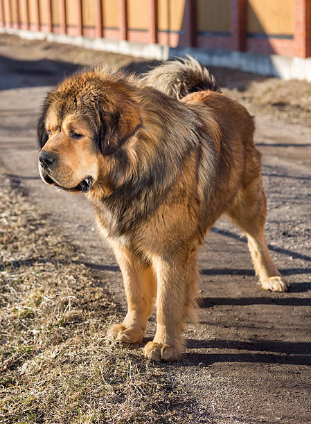istock Dog breed Tibetan Mastiff 516216053