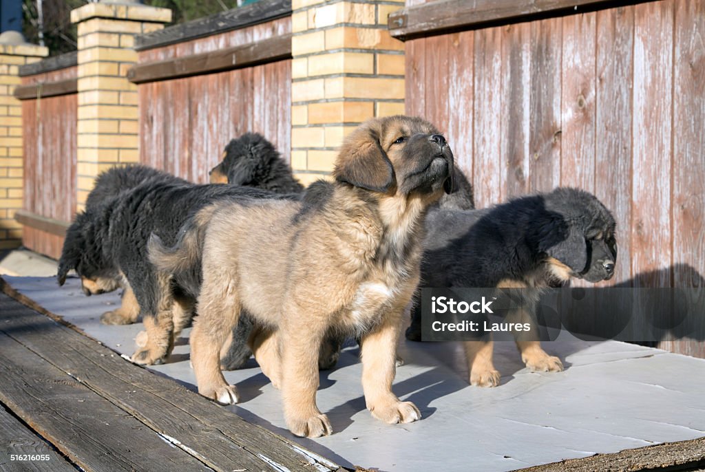 Puppies breed Tibetan Mastiff Group Tibetan Mastiff puppies on a sunny day Animal Stock Photo