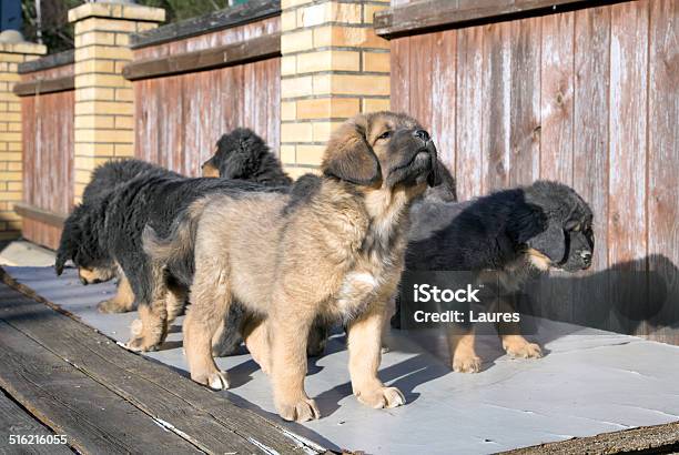 Puppies Breed Tibetan Mastiff Stock Photo - Download Image Now - Animal, Animal Hair, Beautiful People