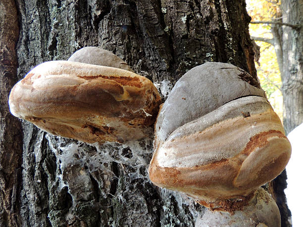 istock Fungal plant pathogen False tinder fungus 516216086