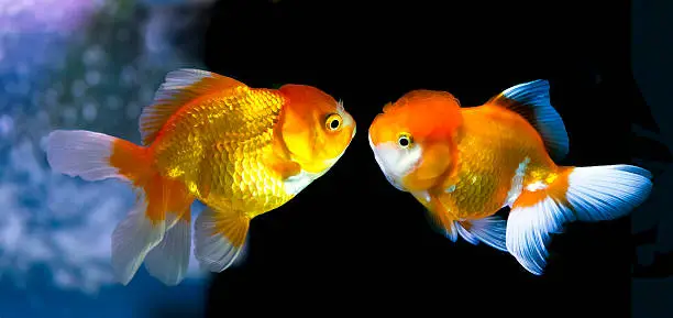 Goldfish in Aquarium.Fish and water are saturate colour with display colour lighting.