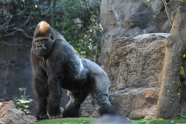 Strong Adult Black Gorilla on the Green Floor
