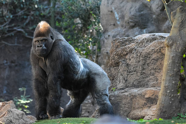 Gorila De Dorso Prateado Faz Cara Assustadora - Fotografias de stock e mais imagens de Gorila - Gorila, Gorila de dorso prateado, Macaco antropoide - iStock
