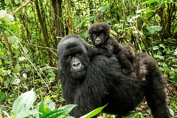 Mother Mountain gorilla with baby gorilla in the Virunga National Park, Democratic Republic Of Congo