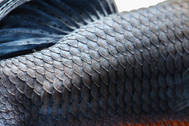 textura de cola de siam - siamese fighting fish crown tail freshwater space fotografías e imágenes de stock