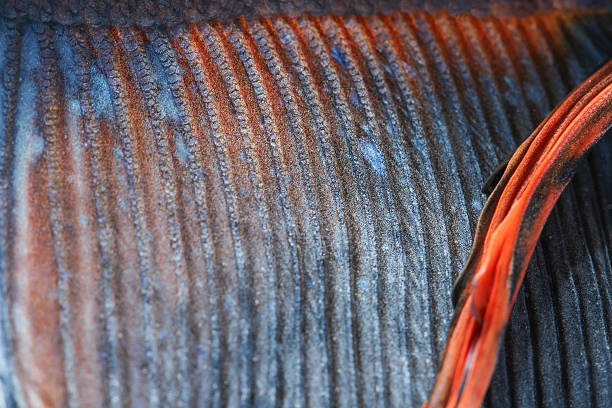 textura de cola de siam - siamese fighting fish crown tail freshwater space fotografías e imágenes de stock