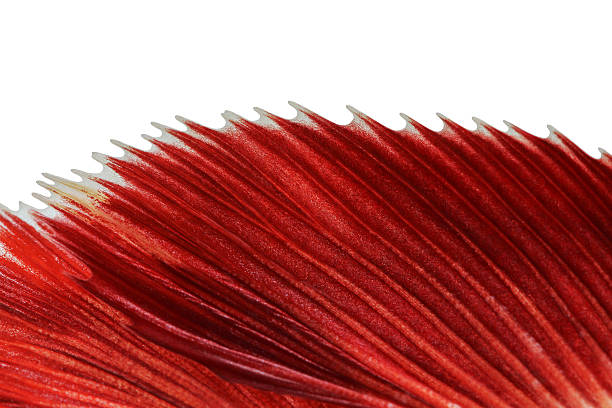 textura de cola de siam - siamese fighting fish crown tail freshwater space fotografías e imágenes de stock