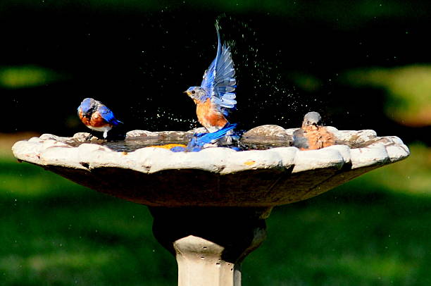 uccello azzurro campione - birdbath foto e immagini stock