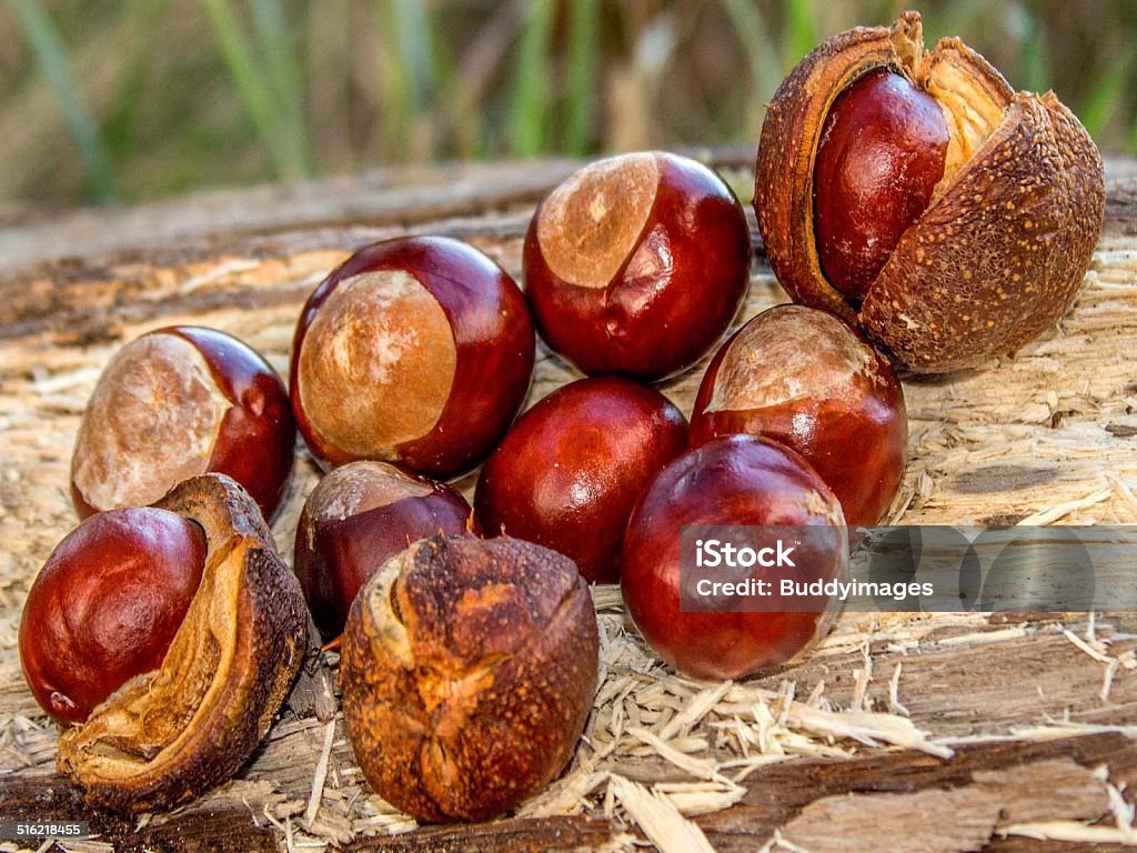 Autumn1 Horse chestnuts photographed on a fallen bit of tree. Autumn Stock Photo