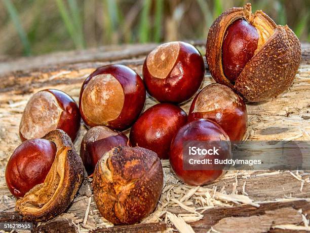 Autumn1 Stock Photo - Download Image Now - Autumn, Horizontal, Horse Chestnut Seed